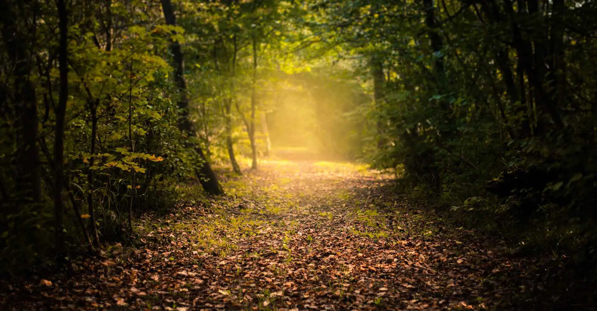 Body Scan Instructions Pain Relief Path